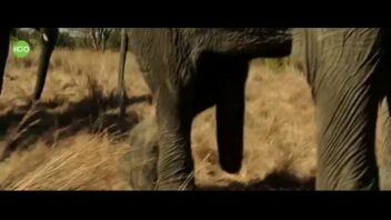 Elephant Girl Porn