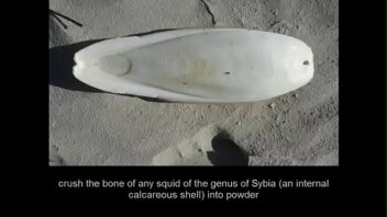 Sperm Whale Penis Size
